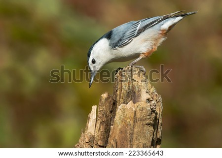White-breasted Nuthatch looking for bugs on an old fence post.