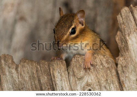 Eastern Chipmunk peaking out from inside a hollow stump.