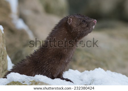 American Mink looking up into the sky for potential danger.