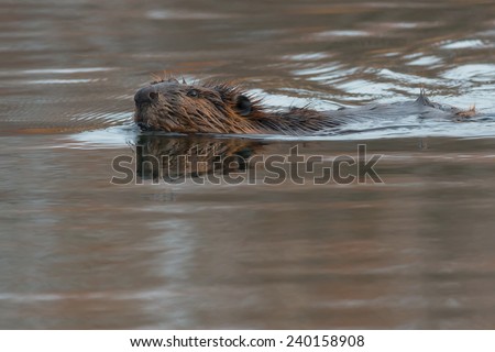North American Beaver swimming in the open water.