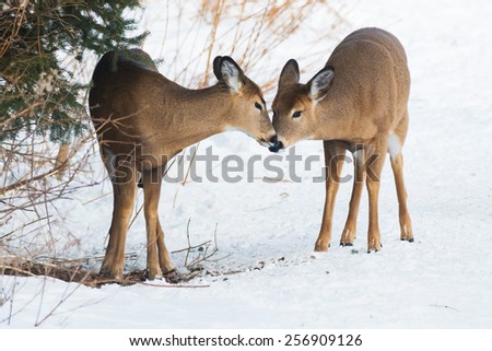 Young White-tailed Deer sharing a kiss.
