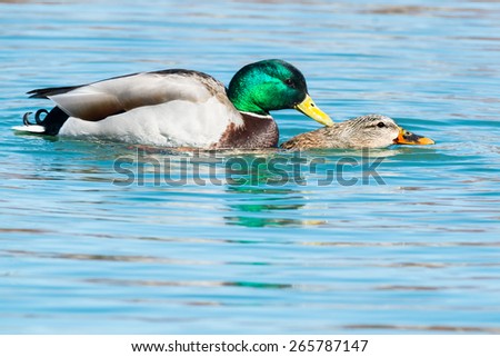 Two Mallards mating in the open water.