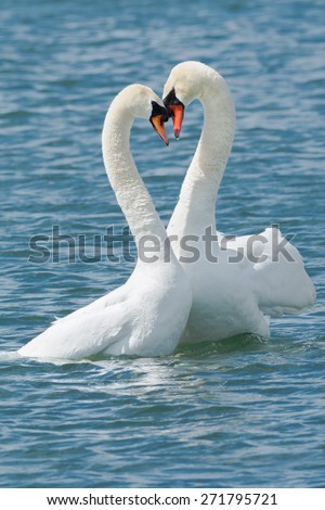 Two Mute Swans performing the mating dance in the water.