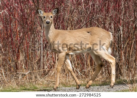 White-tailed Deer walking on a path.