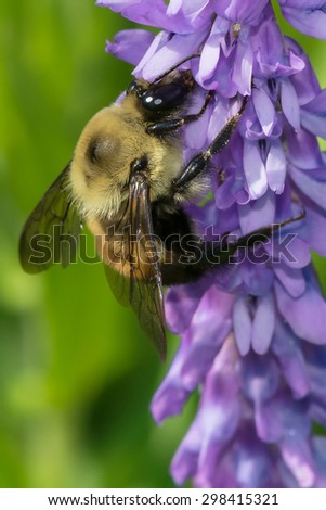 Yellow-banded Bumblebee collecting nectar from a Cow Vetch flower.