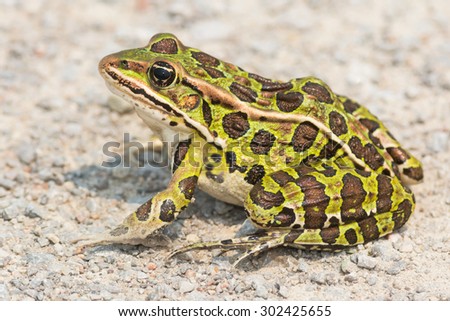 Northern Leopard Frog sitting on a gravel path basking in the sun.