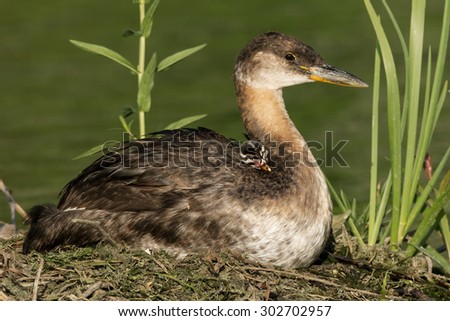 Female Red-necked Grebe sitting on her nest while a chick takes a nap on her shoulder.