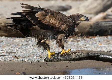 Juvenile Bald Eagle standing on a dead Coho Salmon guarding his meal.