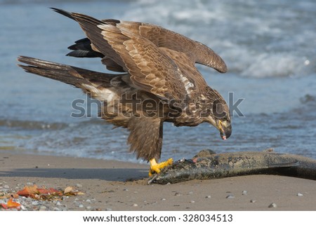 Juvenile Bald Eagle eating a Coho Salmon.