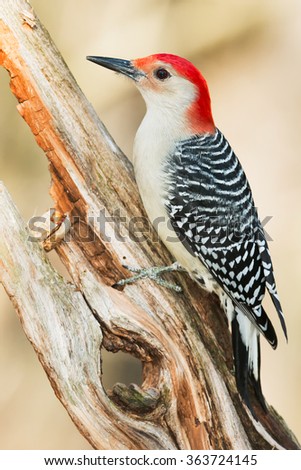Male Red-bellied Woodpecker perched on a rotting fence post.