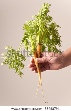 two freshly picked young carrots complete with green tops