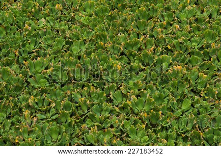 Aquatic Weed background - Backdrop of overgrown of aquatic weed, known as kercit