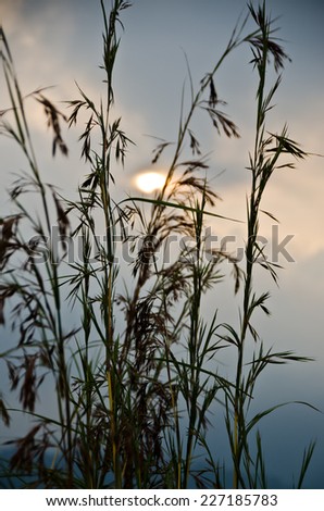 Grass silhouette at sunset - Blades of grass against summer sunset