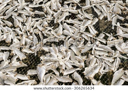 Natural Drying of salted fish - Salted fish under the sun