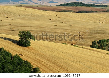 Summer view of rolling hills of Tuscany, Val d\'Orcia