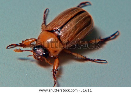 Beetle Top