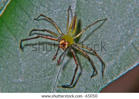 Spider On Leaf Front View