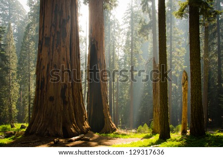 Kings Canyon & Sequoia National Park