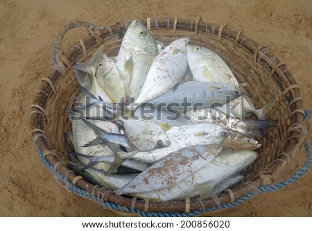 A basket of freshly  silver fish sitting on the sand at the beach in  Sri Lanka.