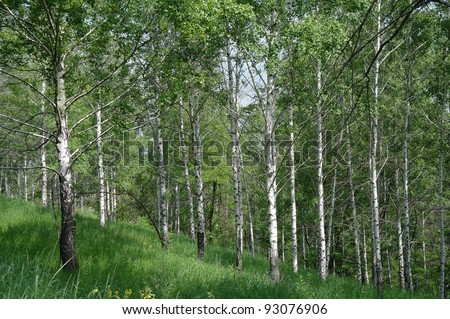 Spring green birch forest may