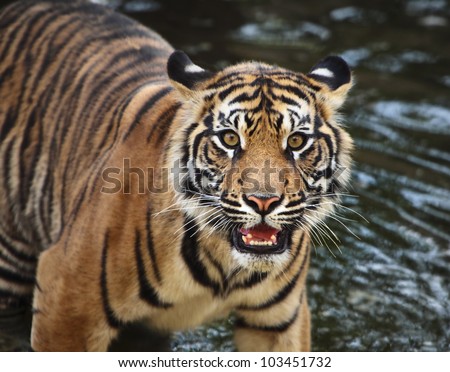Sumatran tiger cub in the stream