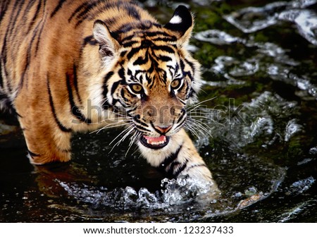 The Sumatran tiger cub in the stream