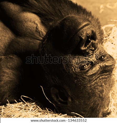 The portrait of a young gorilla ape