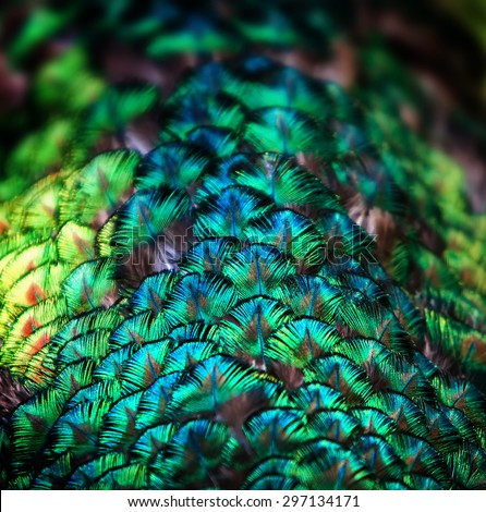 Closeup of  a peacock green and blue plumage