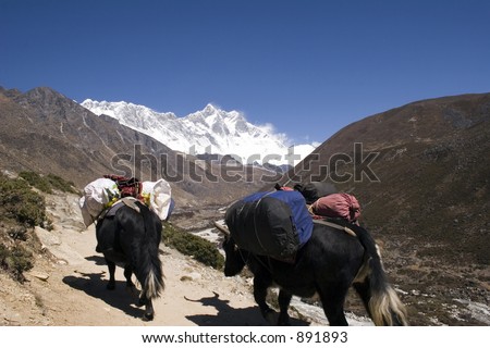 Yaks carrying tourist loads from Tengboche to Pheriche or Dingboche. In the background is Nuptse, Lhotse, and Everest