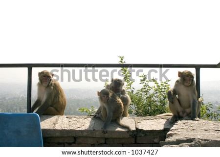 Wild Rhesus Monkeys at Swayambhu, Nepal. The temple is also know as the Monkey Temple.