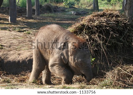 A baby elephant at a breeding sanctuary at the Royal Chitwan National Park in Nepal.