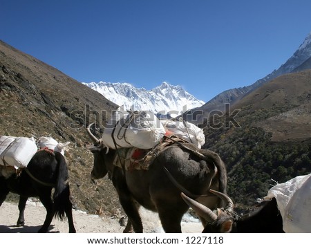 Yaks carrying tourist loads from Tengboche to Pheriche or Dingboche.