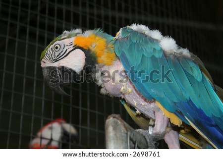 Blue macaw bird found in the caribbean