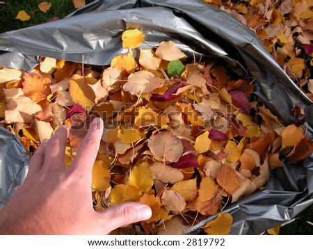 Filling a bag of leaves during a colorful autumn day