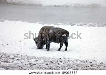 Bison found in Yellowstone National Park in the winter.