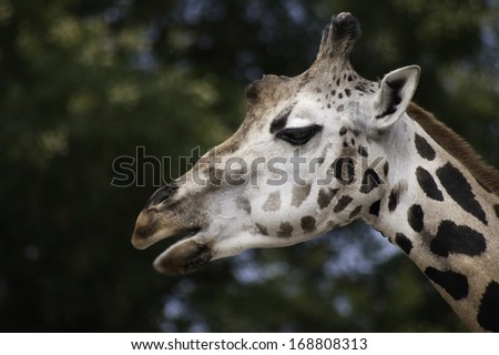 Giraffes usually inhabit savannas, grasslands, and open woodlands