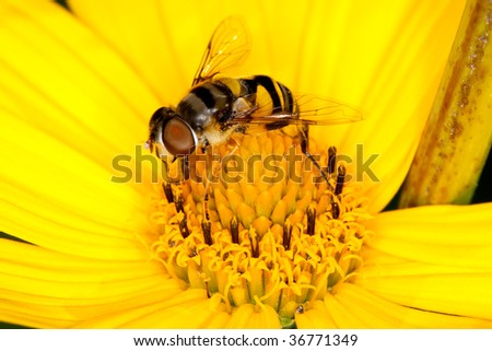 A black and yellow bee collecting pollen from a flower