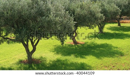 Tree Greece