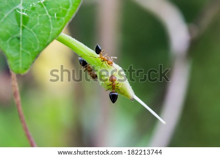 A destructive trailing ant sucking a plant fluid in the morning.