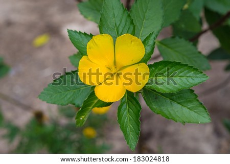 Yellow chinese rose is blooming in a forest.