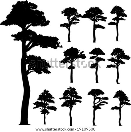 pine vector