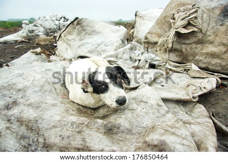 abandoned sad dog animal