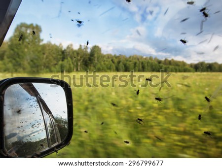Features of awesome Siberian travel. Flies, gnats, horseflies and other great nature