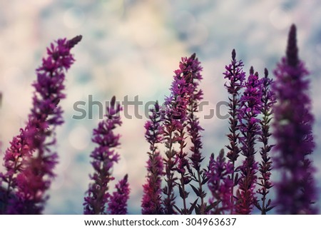 Purple Flowers on Cloudy Sky Background