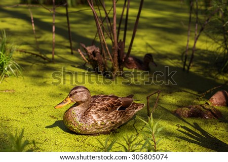 Wild Ducks on Beautiful  Green Pond