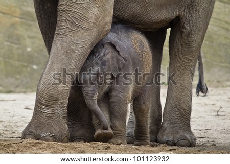 HAMBURG - APRIL 27: First public appearance of the baby elephants ASSAM at the zoo Hagenbeck on April 27, 2012  in Hamburg.