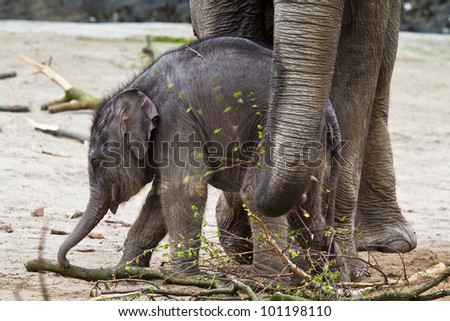 HAMBURG - APRIL 27: First public appearance of the baby elephants ASSAM at the zoo Hagenbeck on April 27, 2012 in Hamburg.