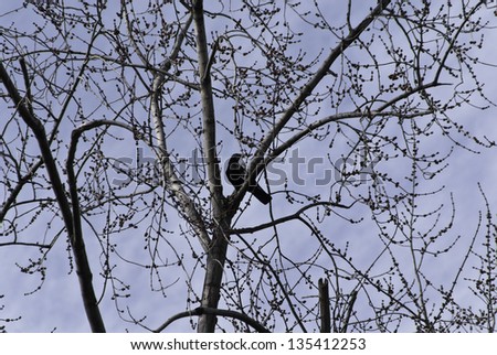 Tree branches in the sky with a lone bird sitting on one branch.