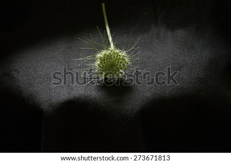 The end of the life of a flower on a stem and on black background.