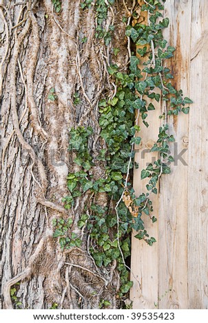 A tree trunk with roots embedded and  vines along the side.